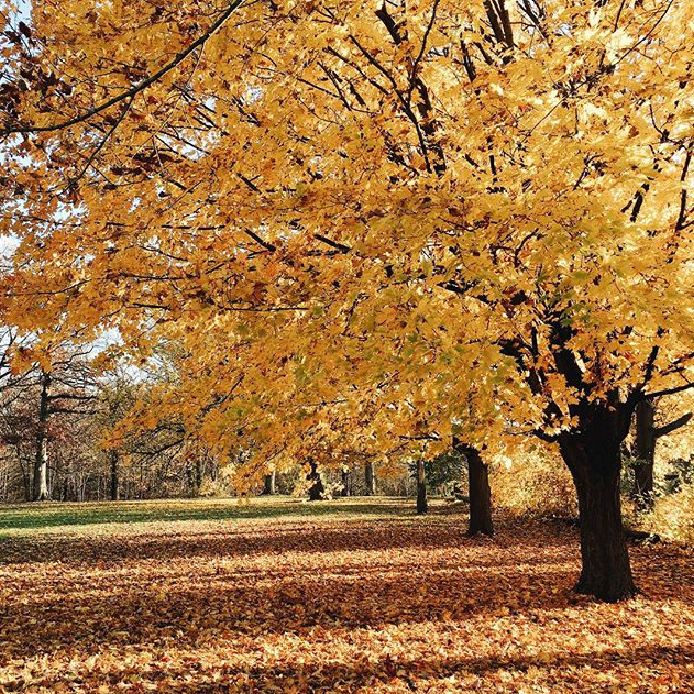 Fall Colors - @benjamincramos